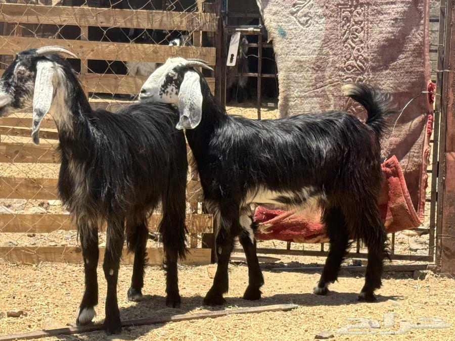 جفار عوارض. تم البيع63657061031041113
