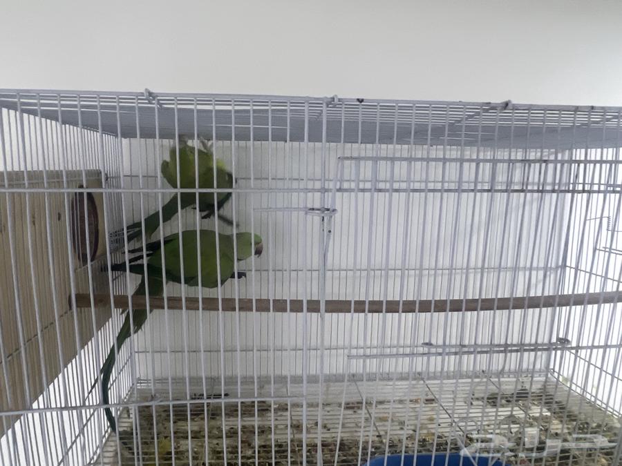 Two breeding pairs of parrots for sale63655625266563114
