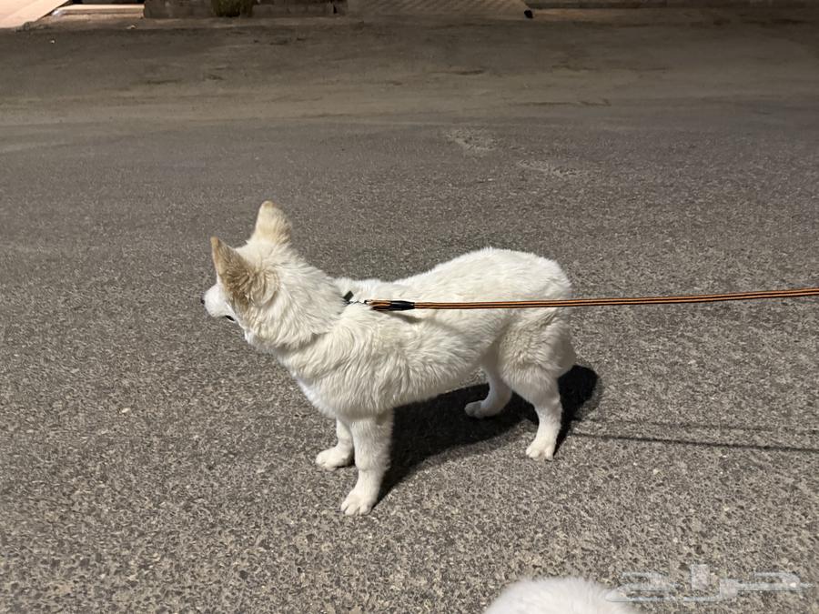 Samoyed puppy, white dog, only 1000 SAR63671296093314110