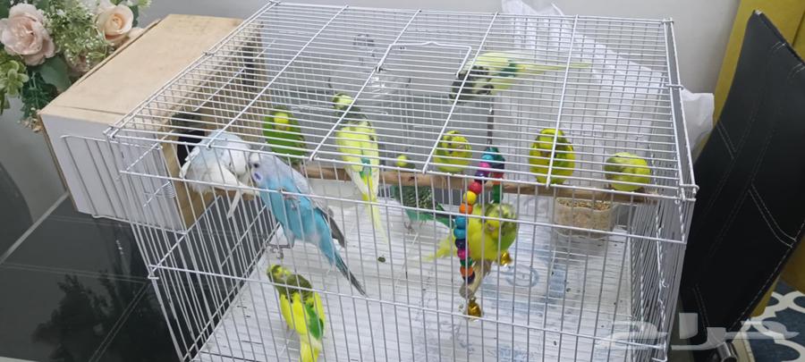 عصافير الحب بادجى63655617480195114