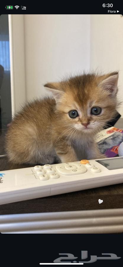 Scottish Fold kitten for sale63655807608834110