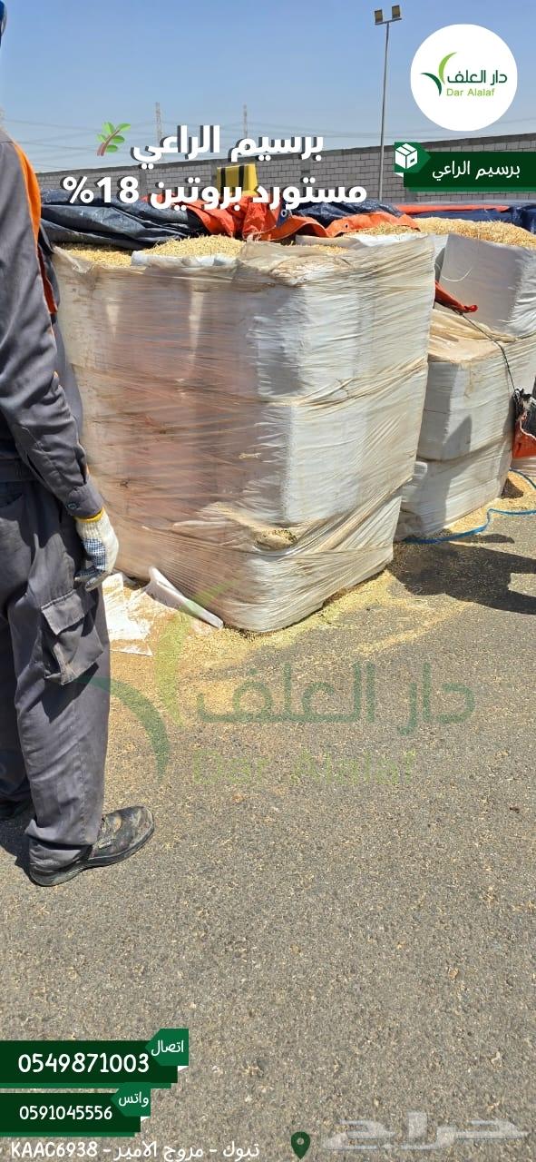 Imported Alfalfa Raee from Tabuk63655626378627112