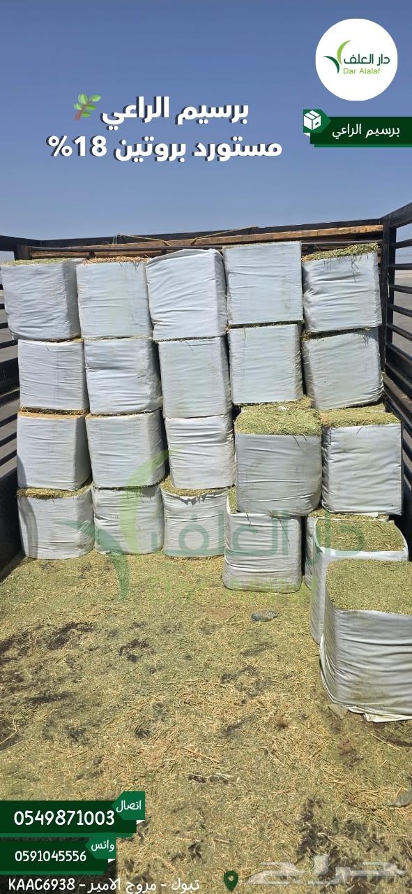 Imported Alfalfa Raee from Tabuk63655626378627111
