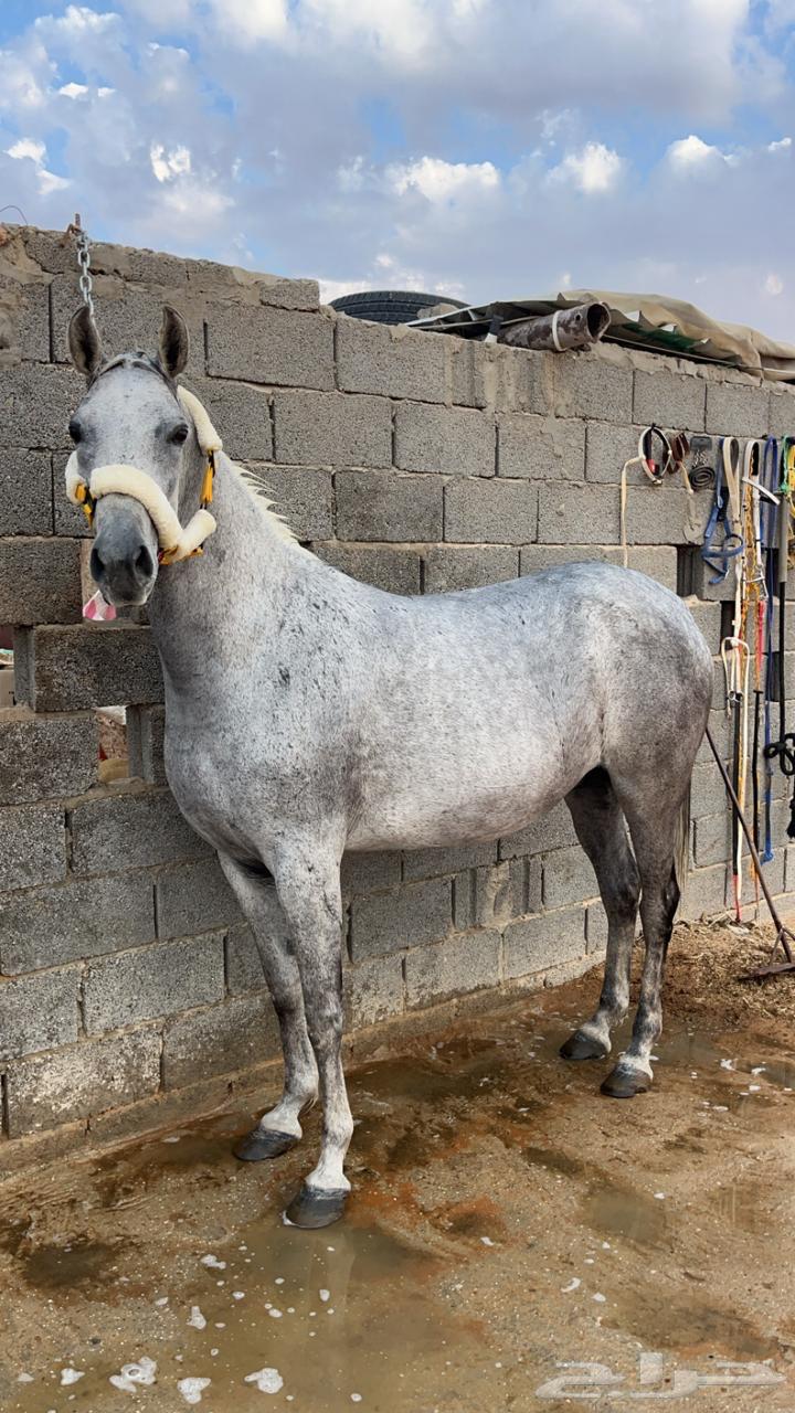 فرس شعبيه معها مهره63655893843330114