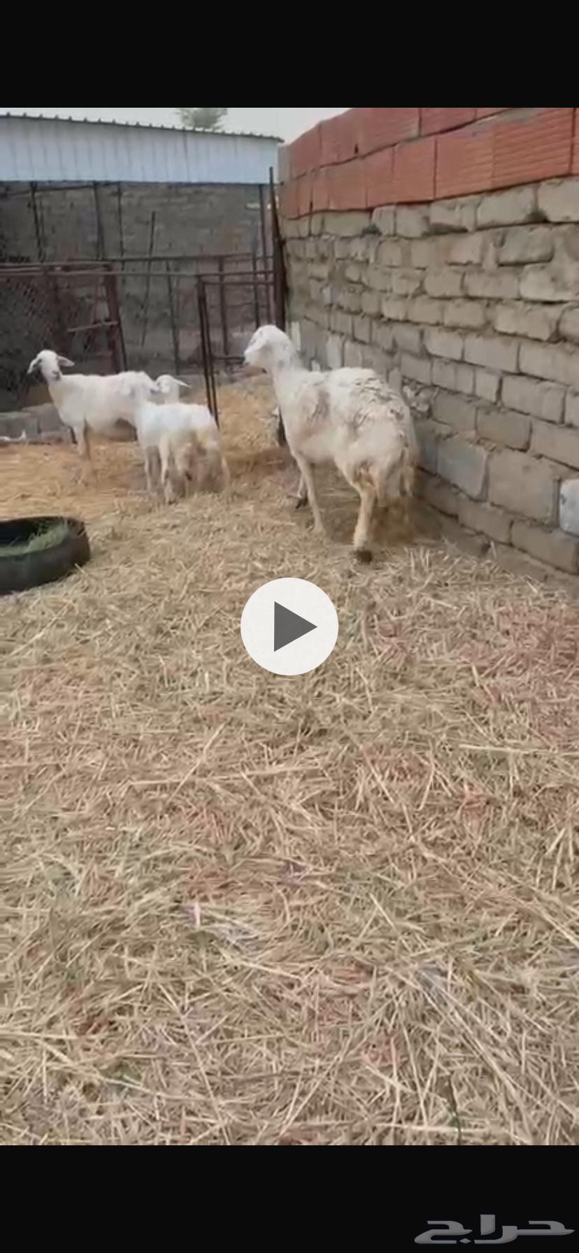 (((SOLD))) Sheep for sale63656970242946112