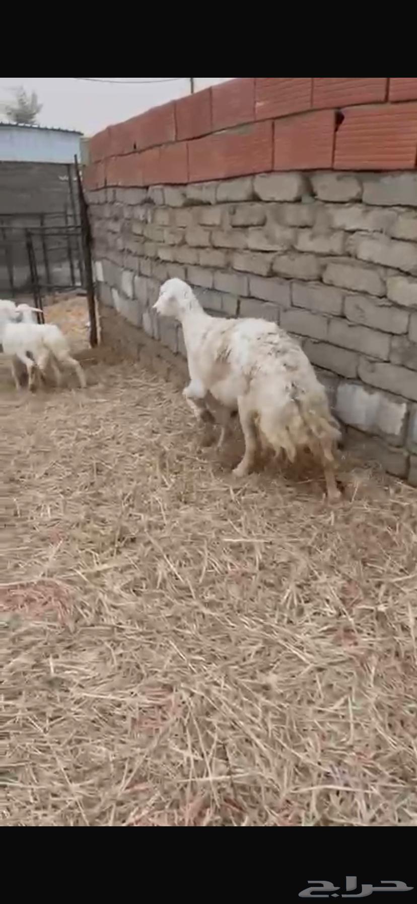 (((SOLD))) Sheep for sale63656970242946111