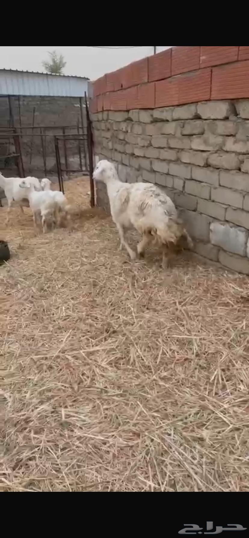 (((SOLD))) Sheep for sale63656970242946110
