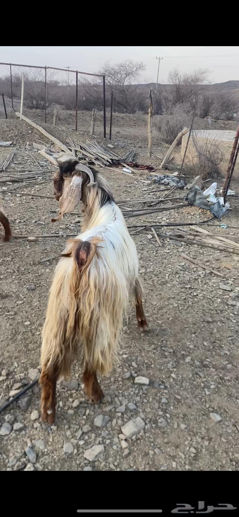 للبيع فحل صنف كفو63656052606723111
