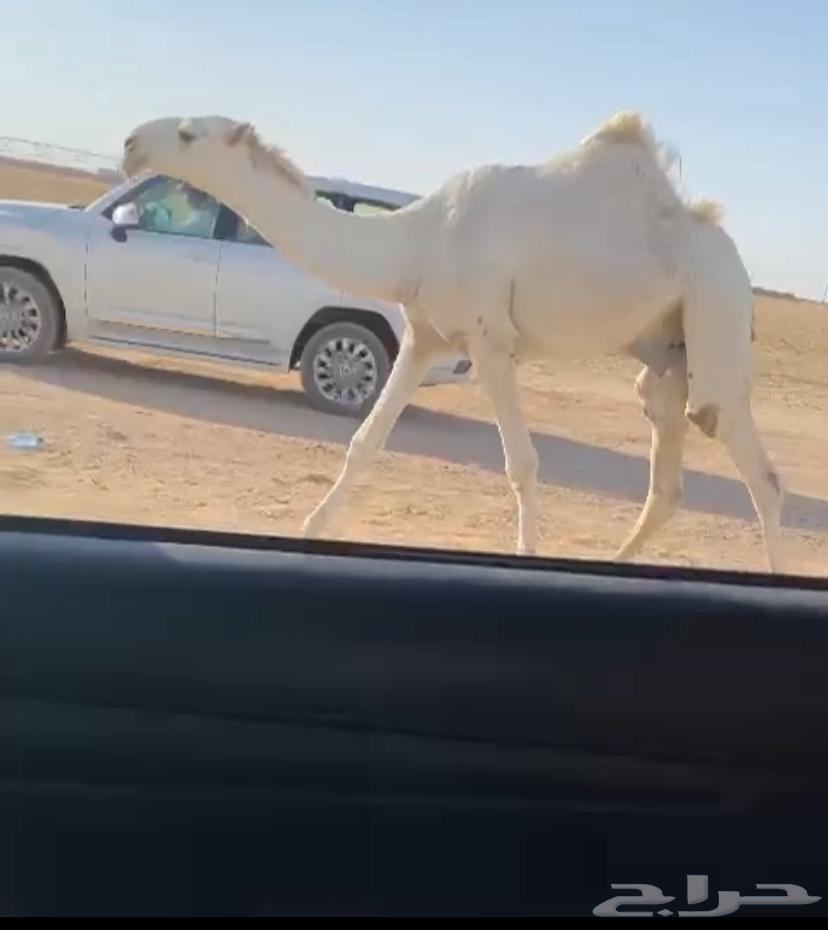 للبيع قعود فاخر63656372769153110