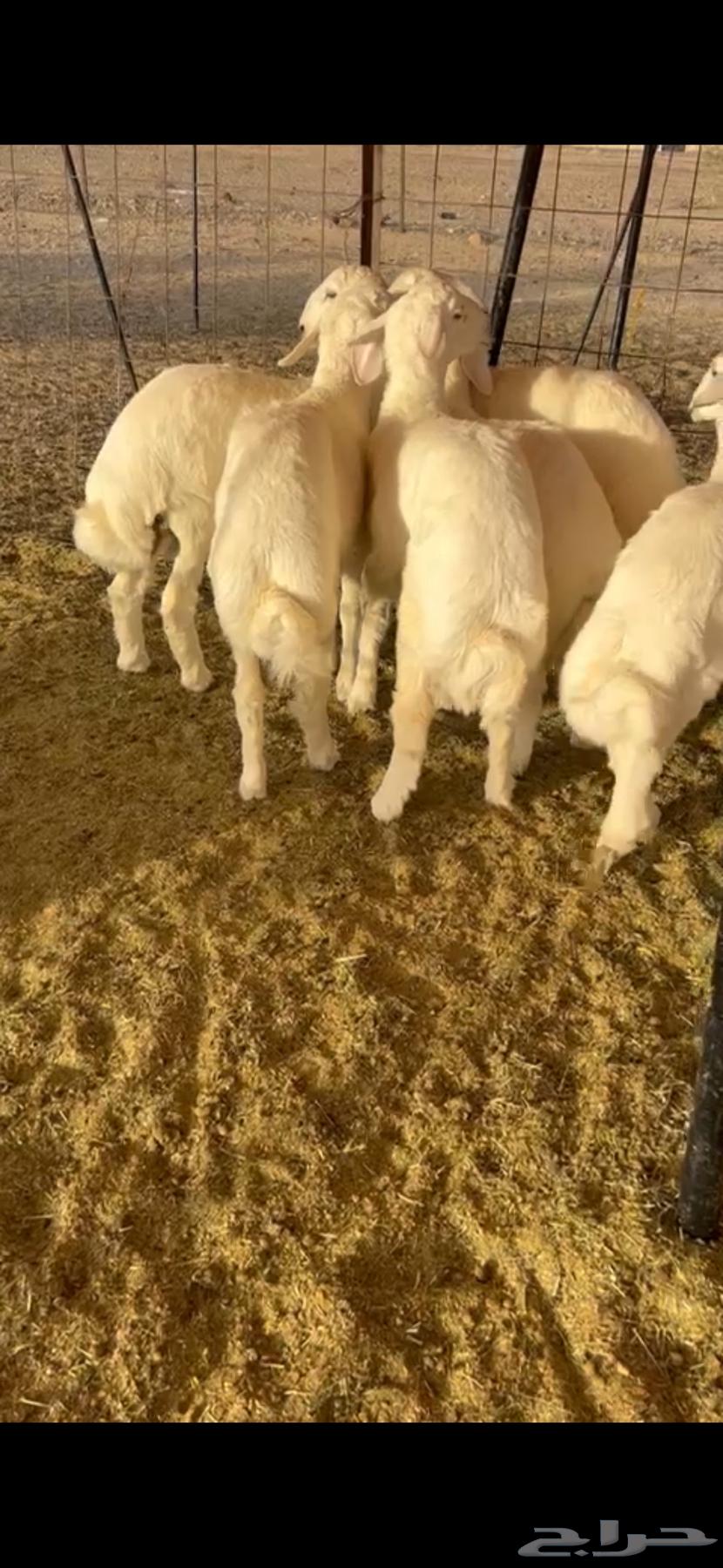 6 sheep with fat, extremities, and cleanliness required (( Sold ))63656209961858112