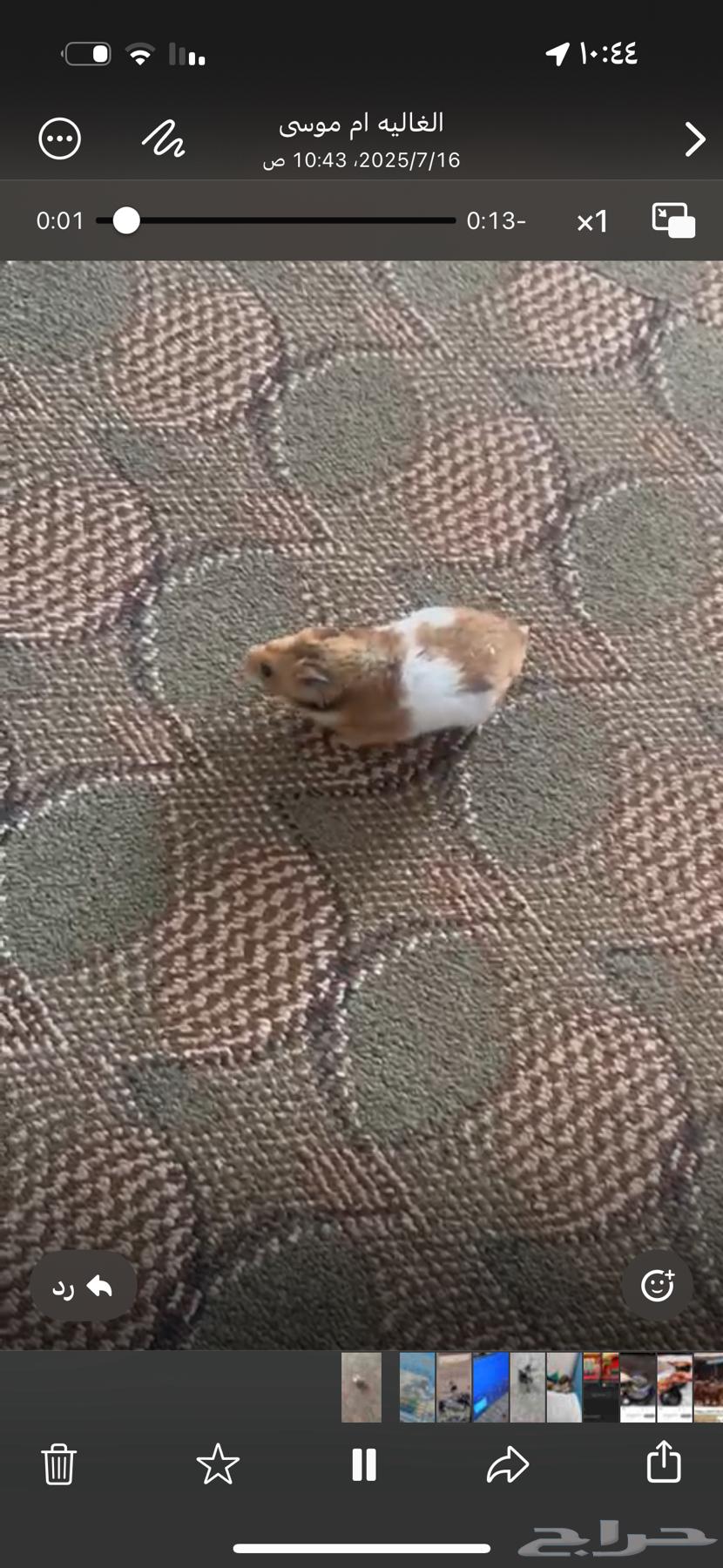 Hamster for sale, male and female with four young ones63655626467842110
