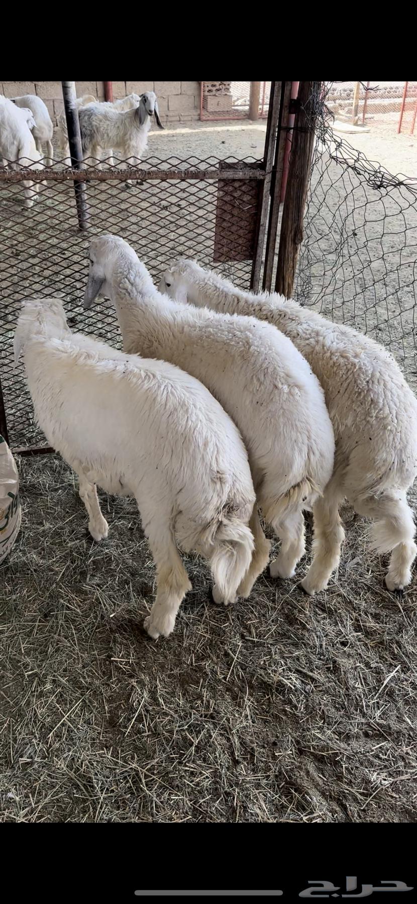3 clean turkeys63655707913731112