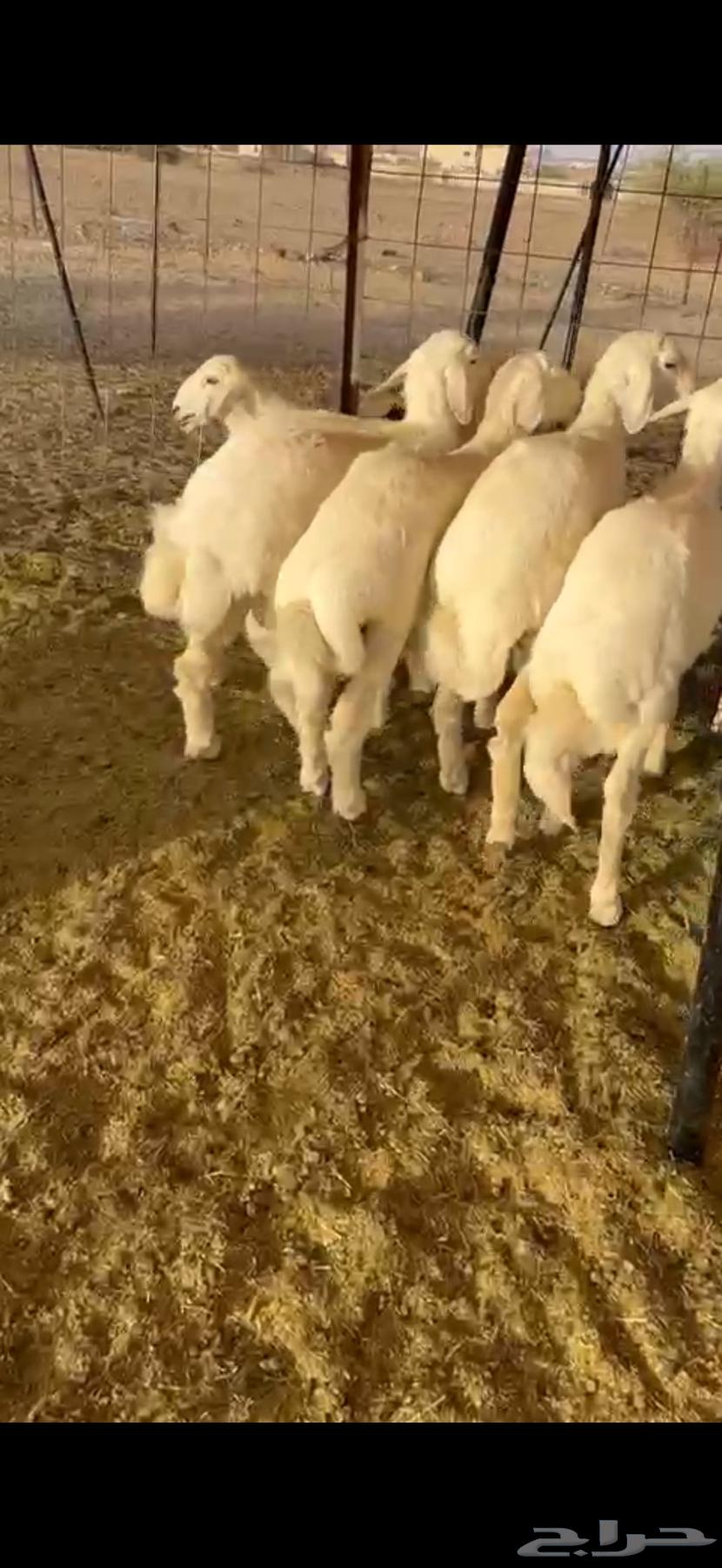 6 sheep with fat, extremities, and cleanliness required (( Sold ))63656209961858111