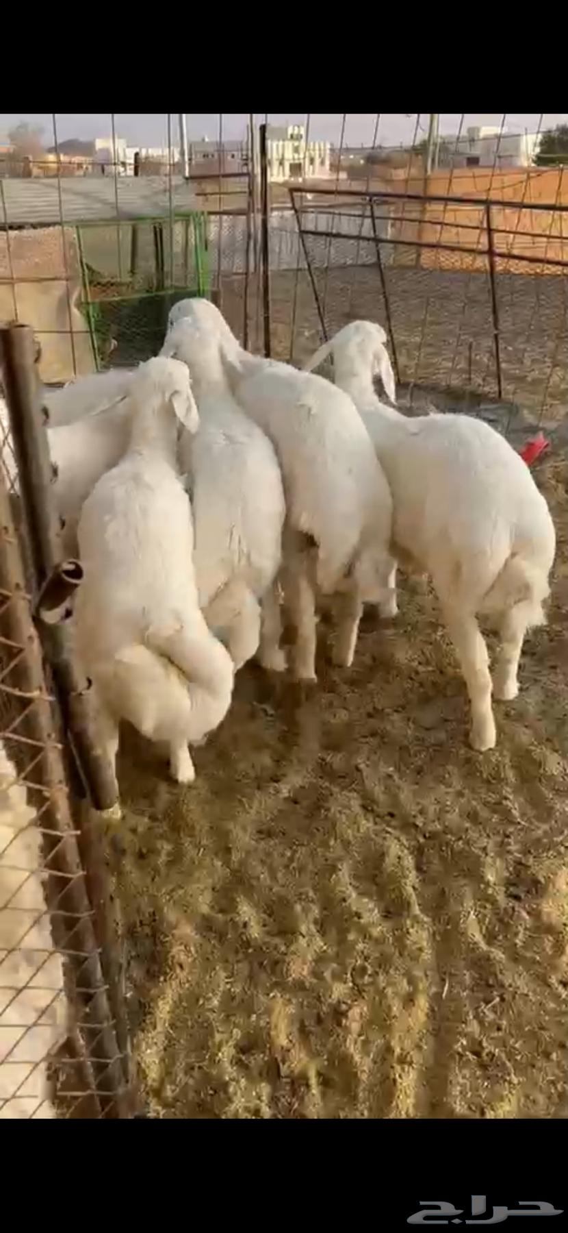 6 sheep with fat, extremities, and cleanliness required (( Sold ))63656209961858110