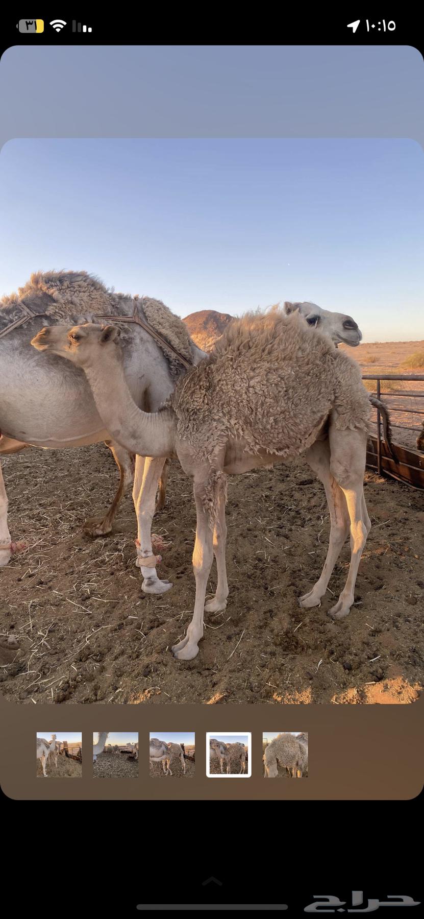 Kuud for sale63667536803331112