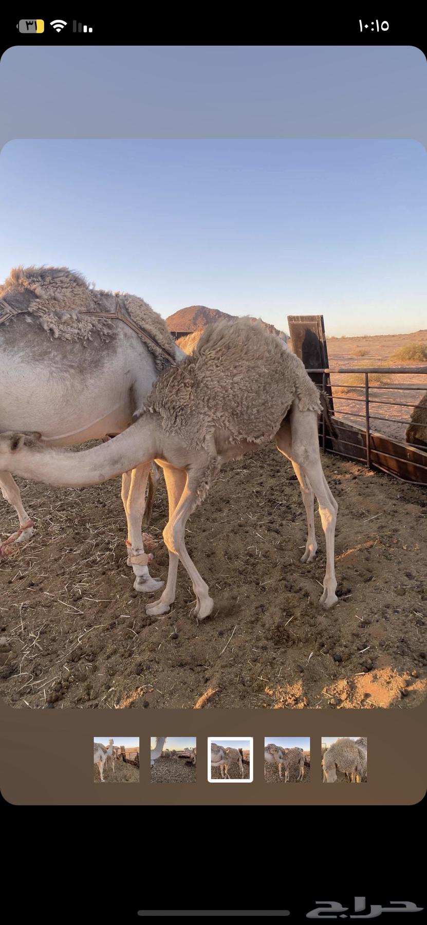 Kuud for sale63667536803331111