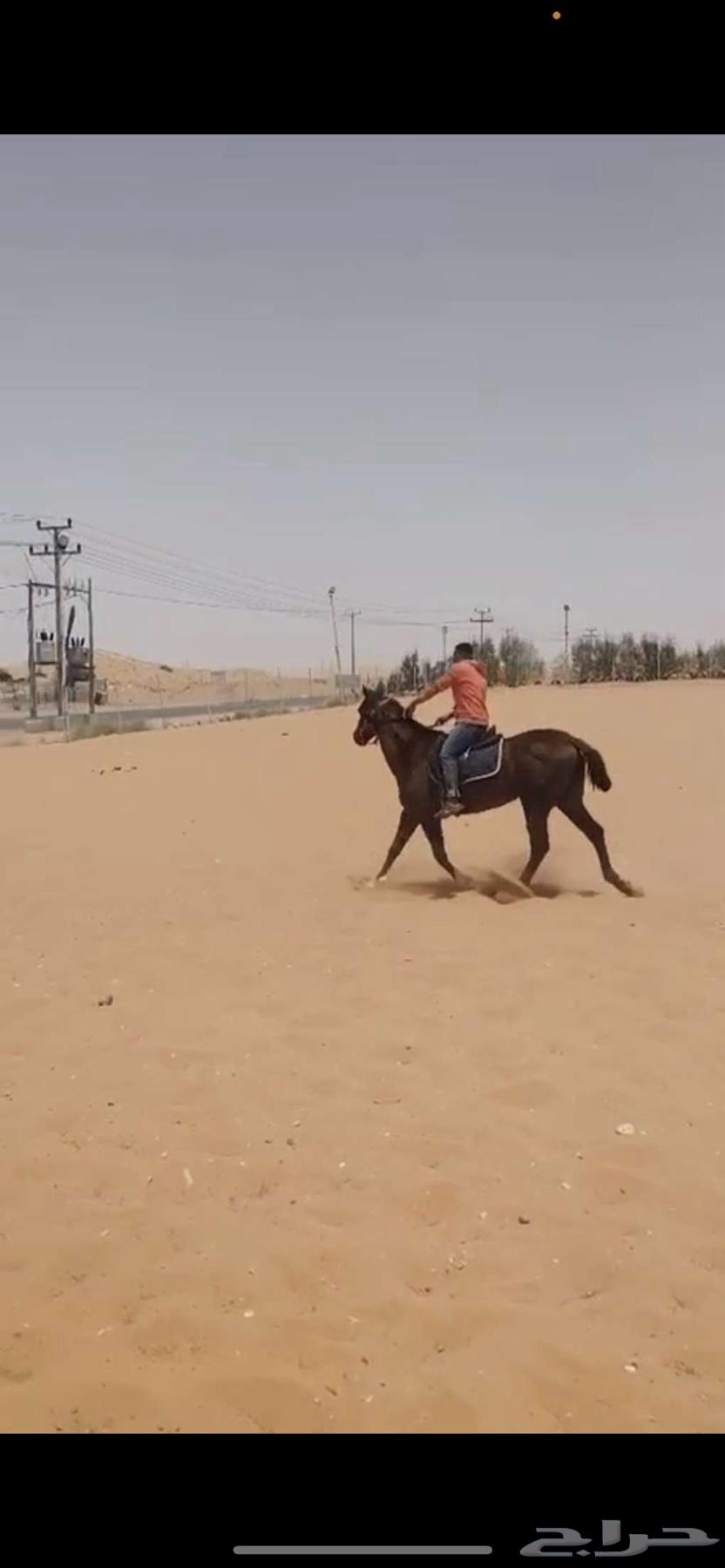 Horse for sale, price negotiable63656134267906112