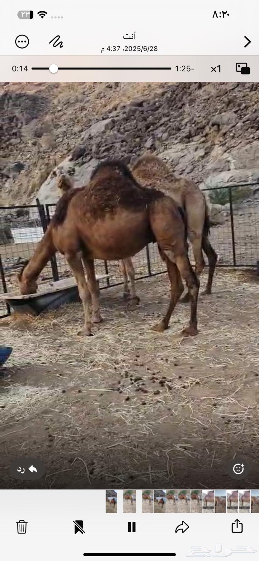 نياق لقح للبيع مكه الموقع الشرايع خلف حجز السيارات63656788470146111