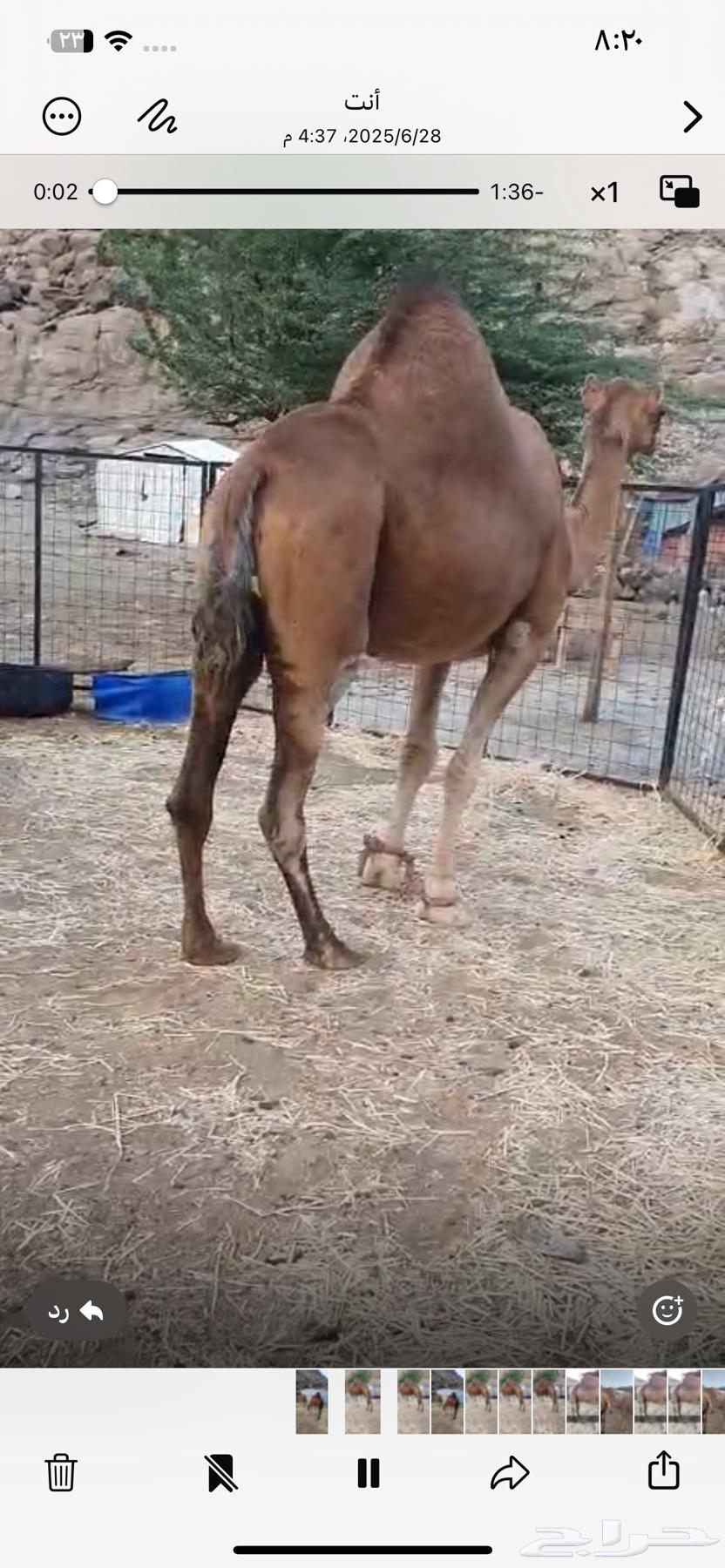 نياق لقح للبيع مكه الموقع الشرايع خلف حجز السيارات63656788470146110