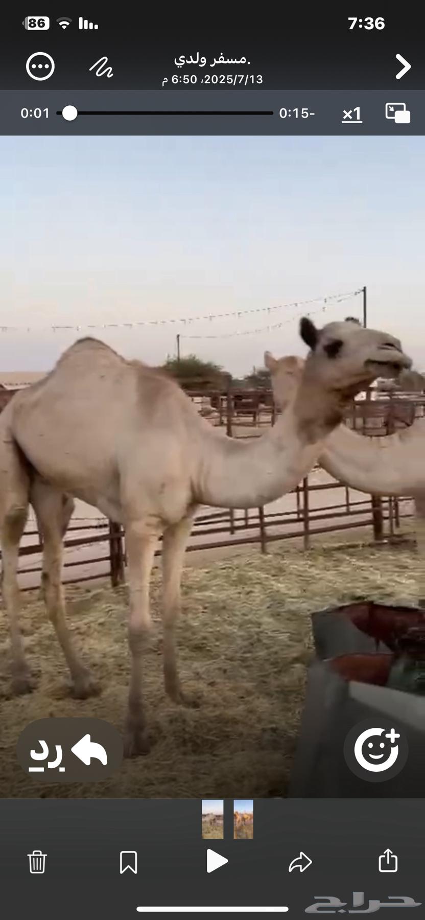 قعودين للبيع الموقع خميس مشيط63656451864834112