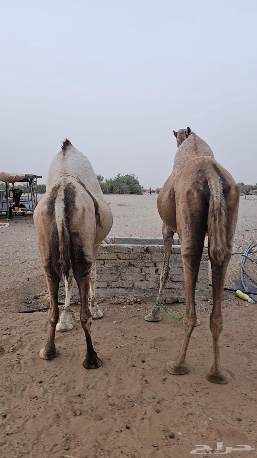 ابل عوادي63667539731202111