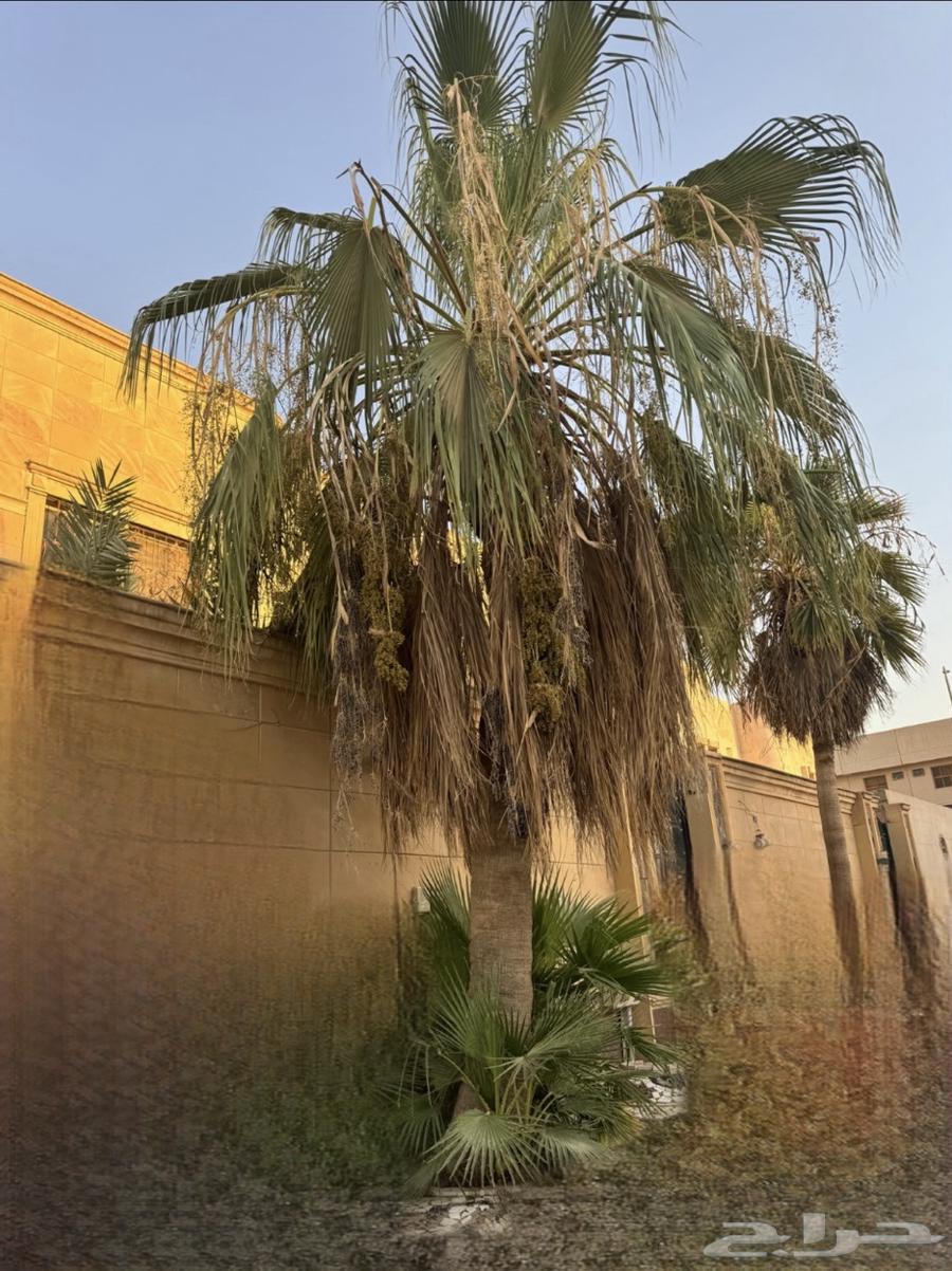 Palm trees for sale63656618778881110