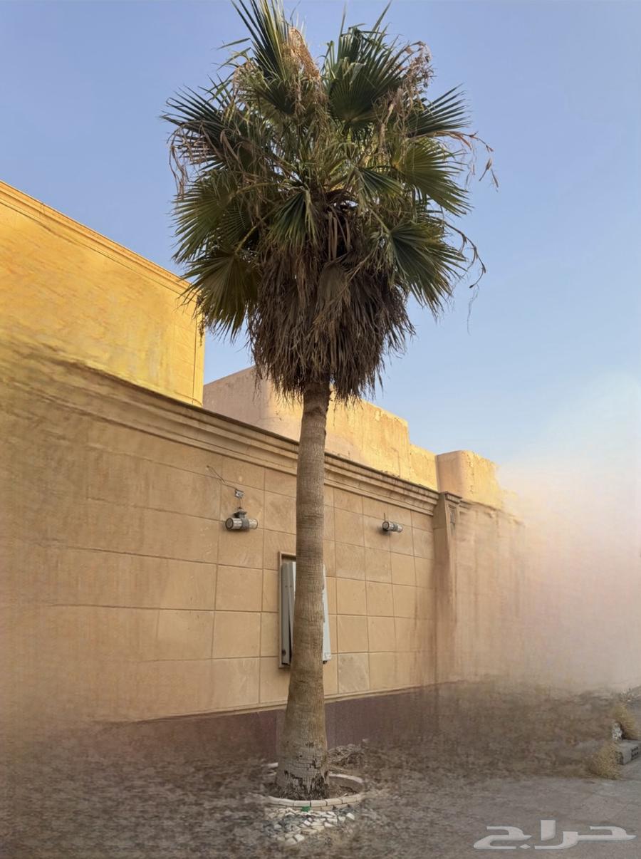 Palm trees for sale63656618778881111