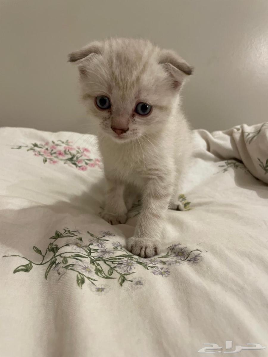 Kittens for sale63655611543042110