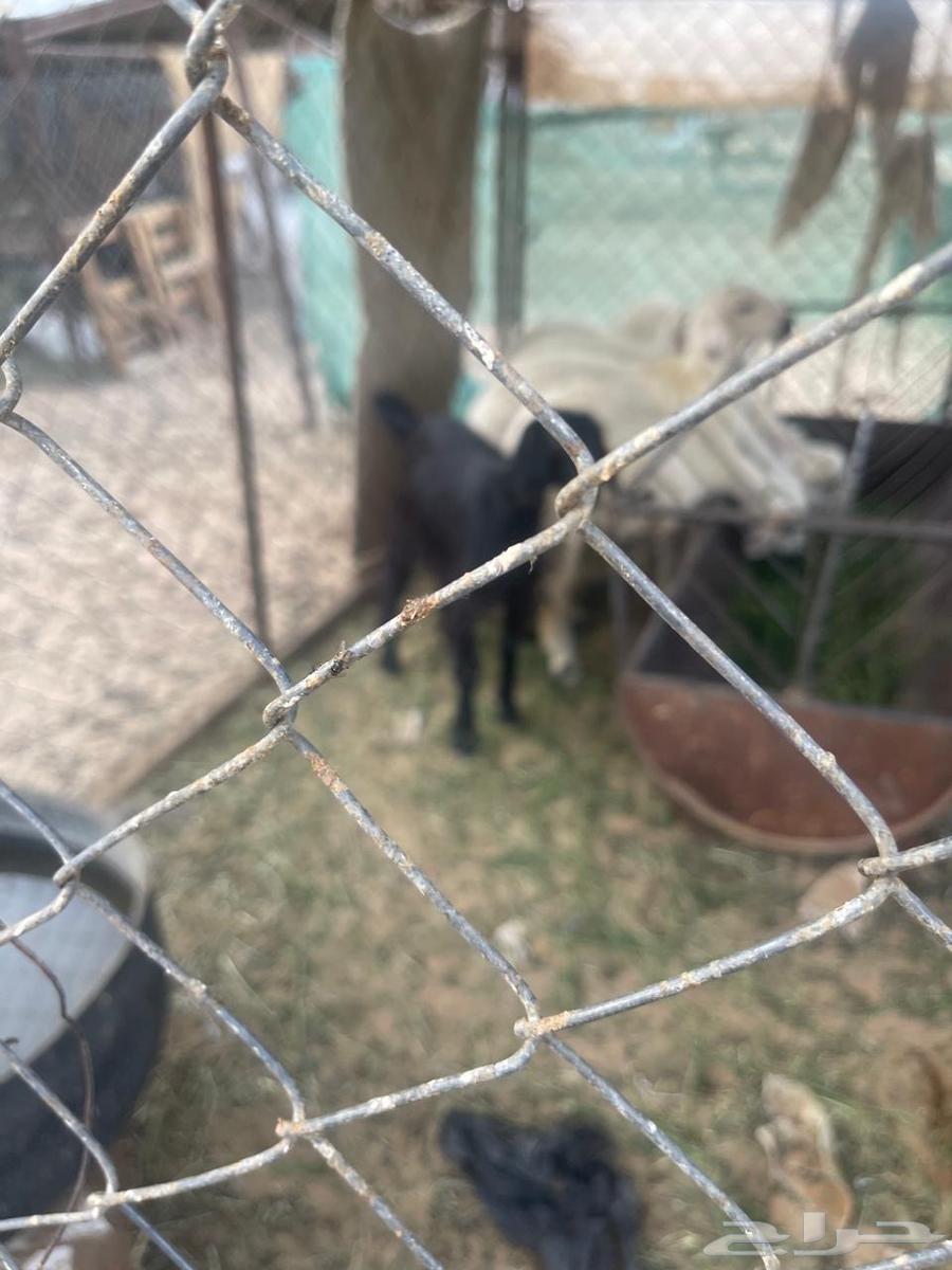 Good cow63656052508673113
