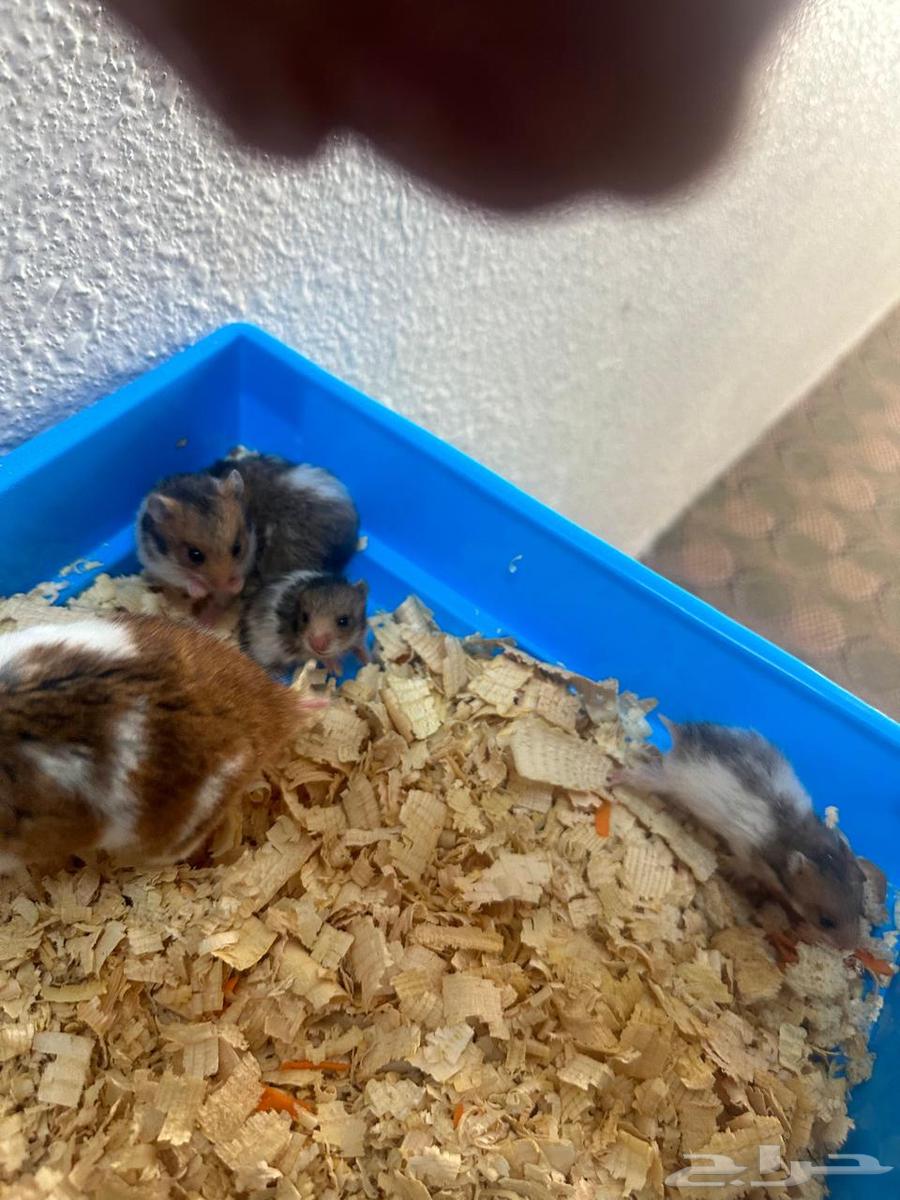 Hamster for sale, male and female with four young ones63655626467842111