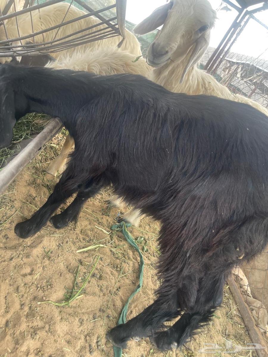 Good cow63656052508673110