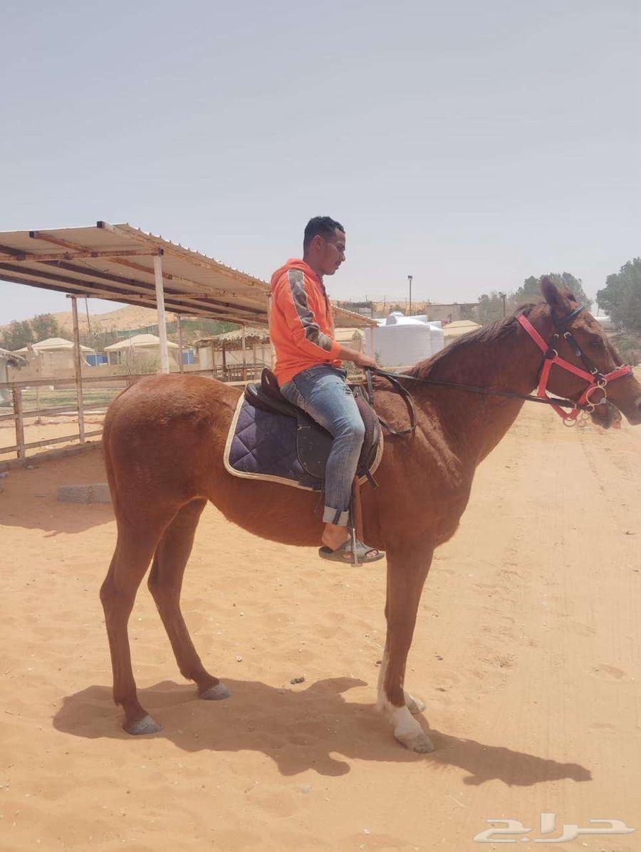 Horse for sale, price negotiable63656134267906111