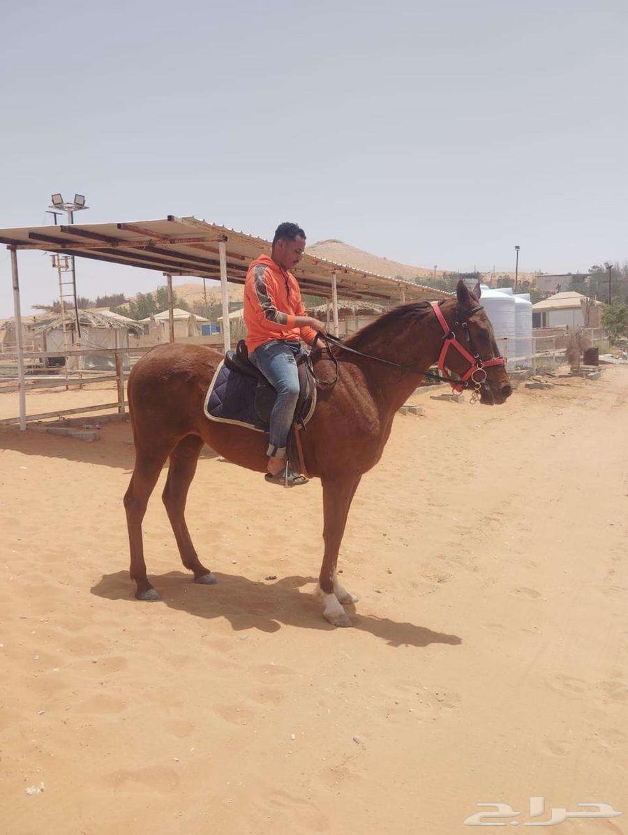 Horse for sale, price negotiable63656134267906110