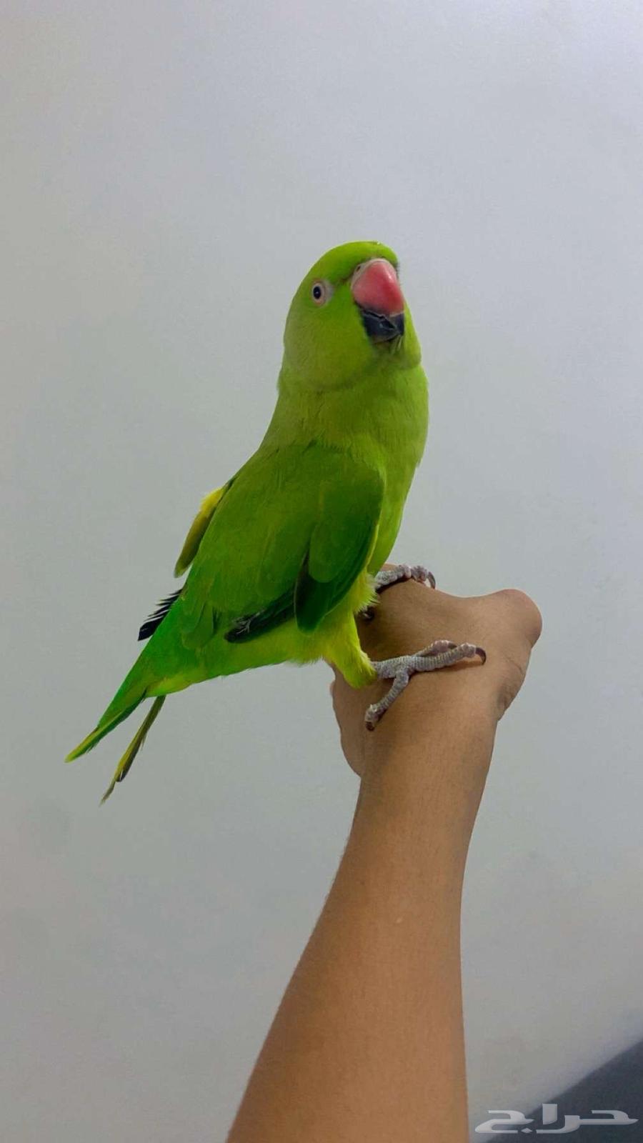 ببغاء دره اليف ومتكلم63667689263235111