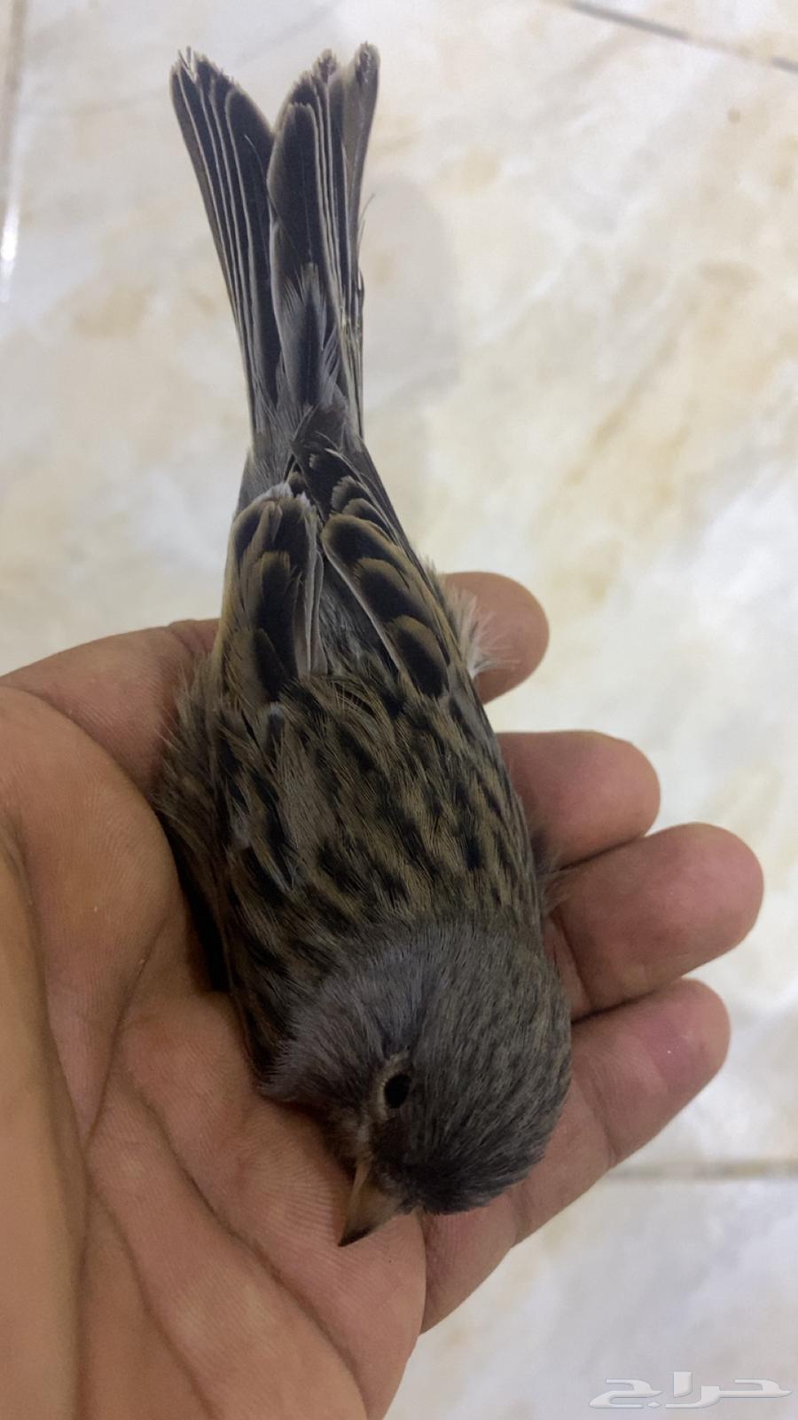 Canary Male for Sale, Light Color, Singing63667544160002110