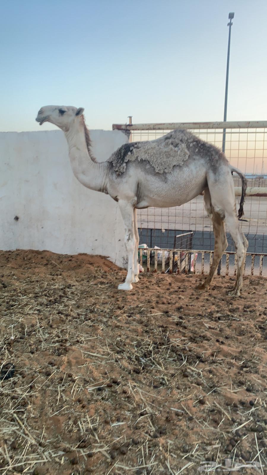 بكره مقروده تم البيع63667554634753110