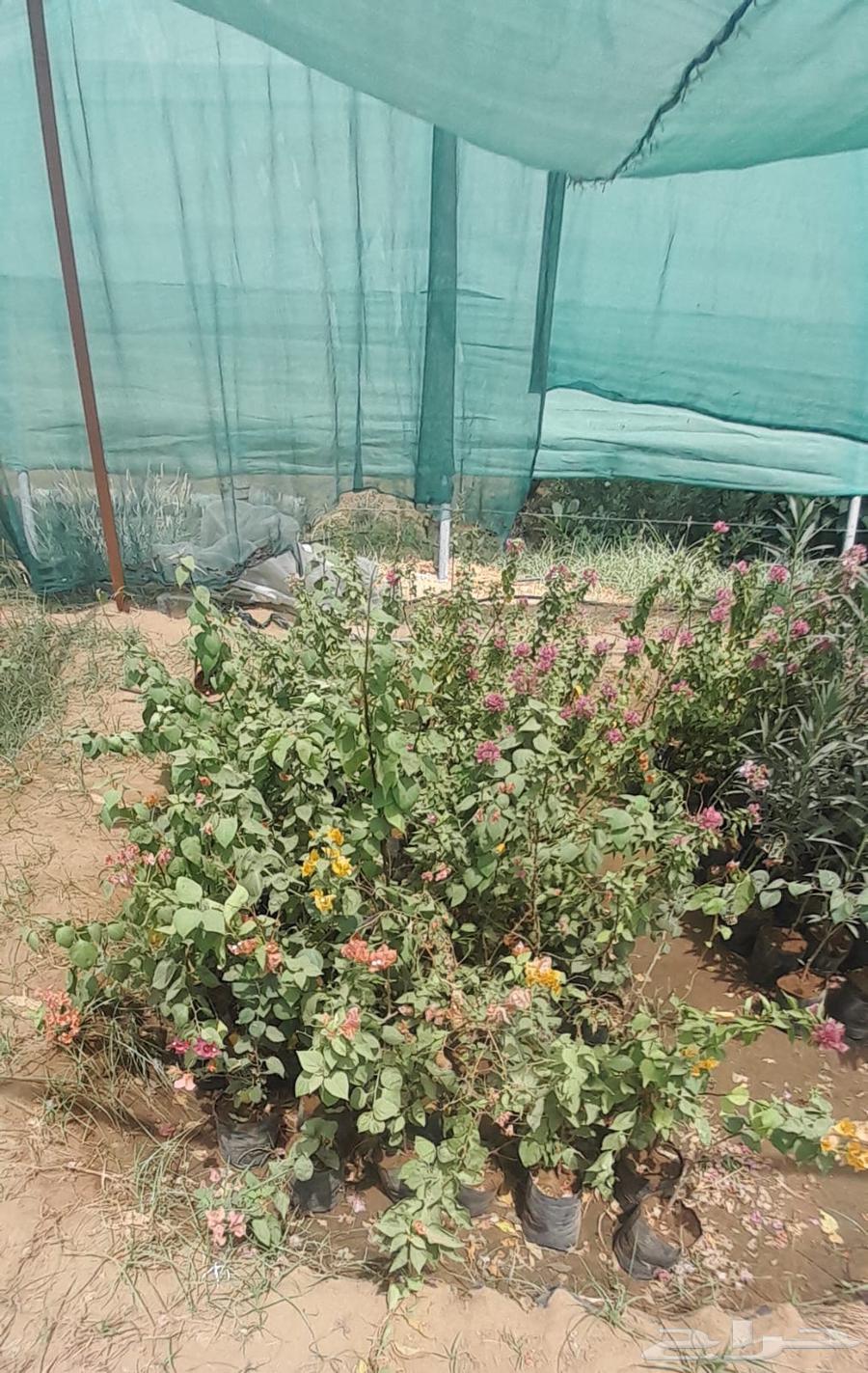 Hellish jasmine and Indian jasmine seedlings63667690548225110