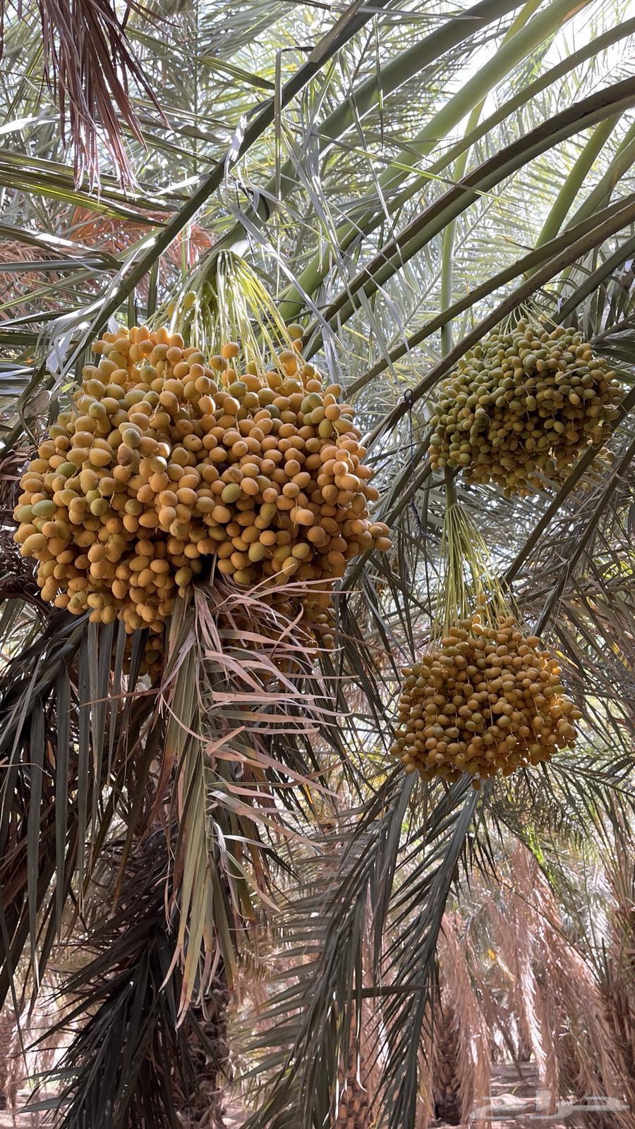 للبيع محصول نخل خلاص وهلالي وبرحي63667554537475110