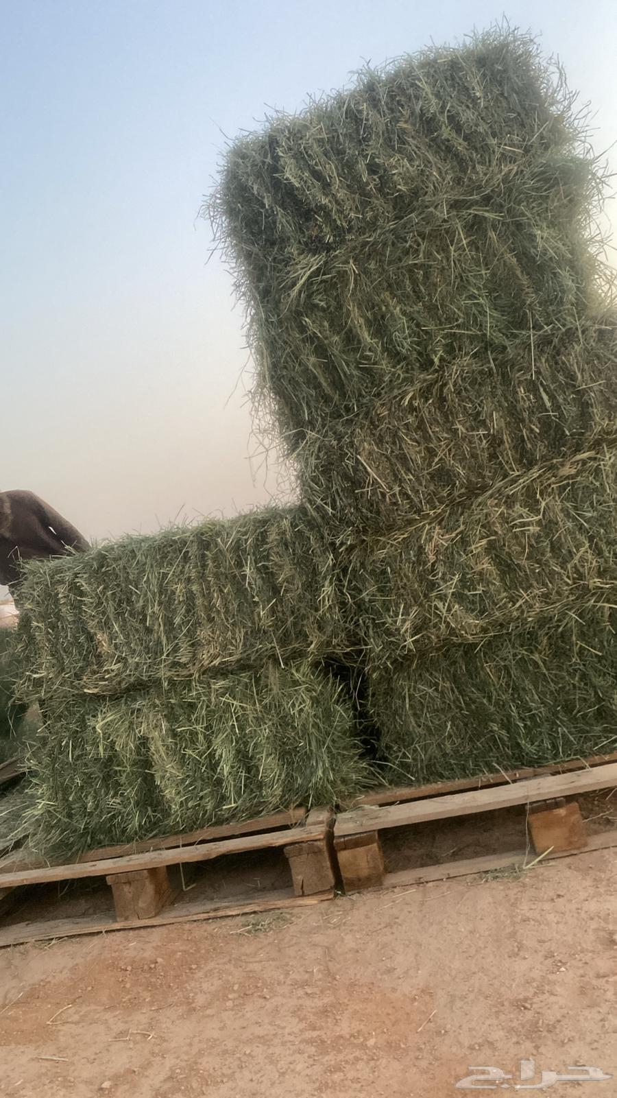 أعلاف للبيع63667798971395110