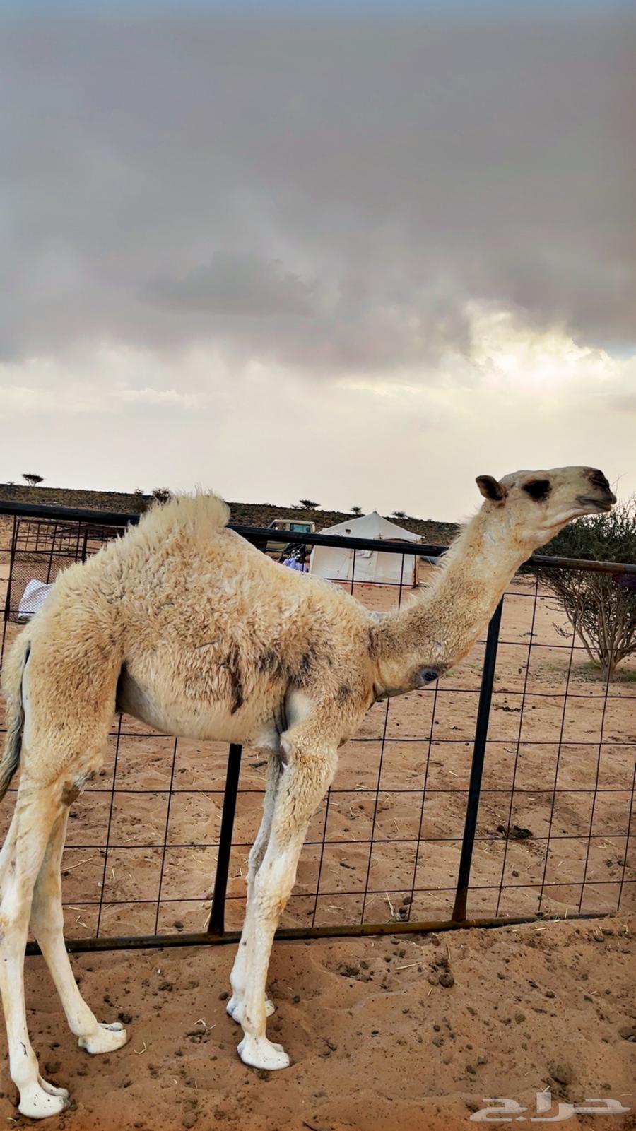 حوار للبيع من عيال بعارين ابن حميد63667697357442113