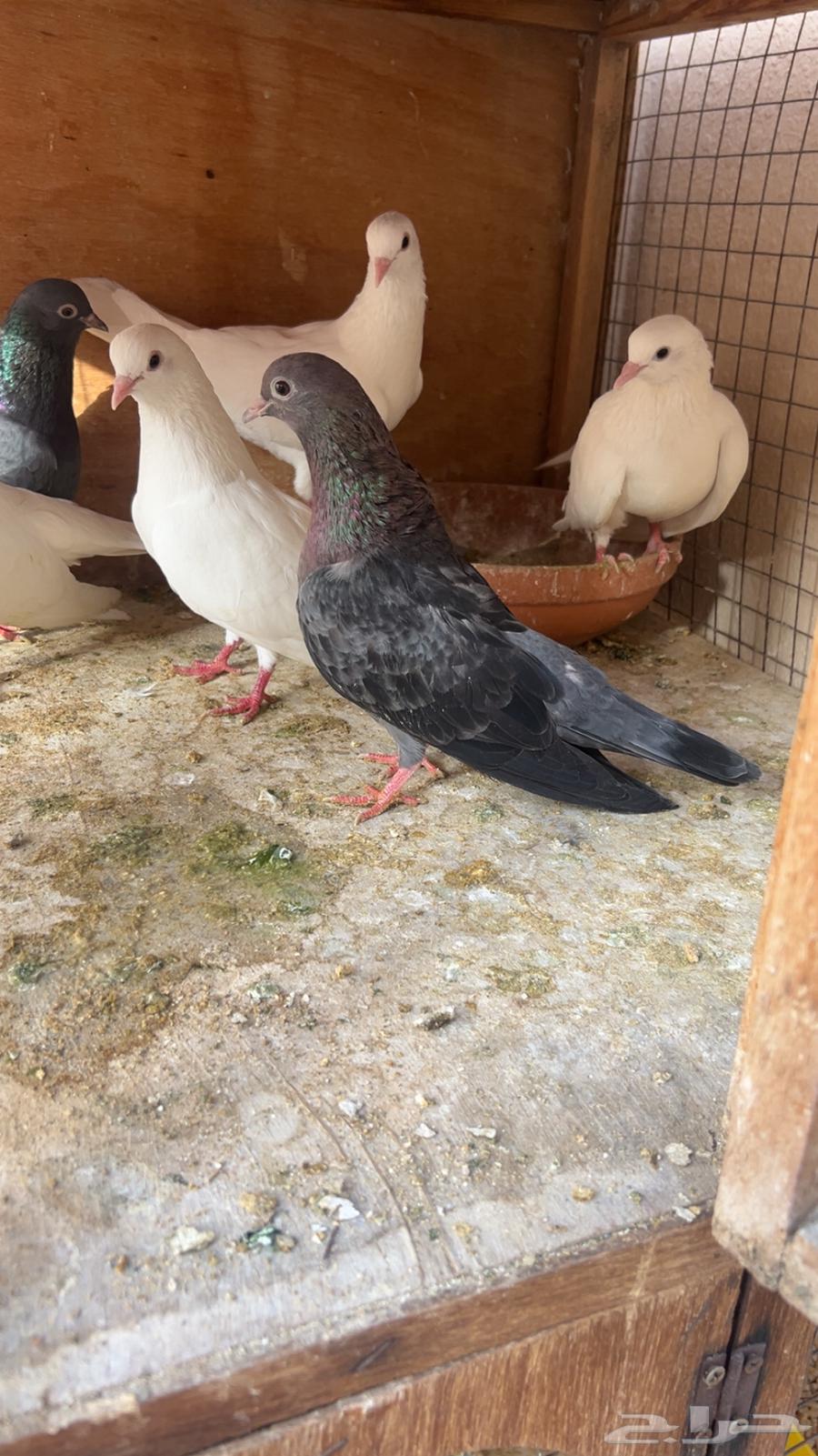 Sana'ani pigeon63667552845825110