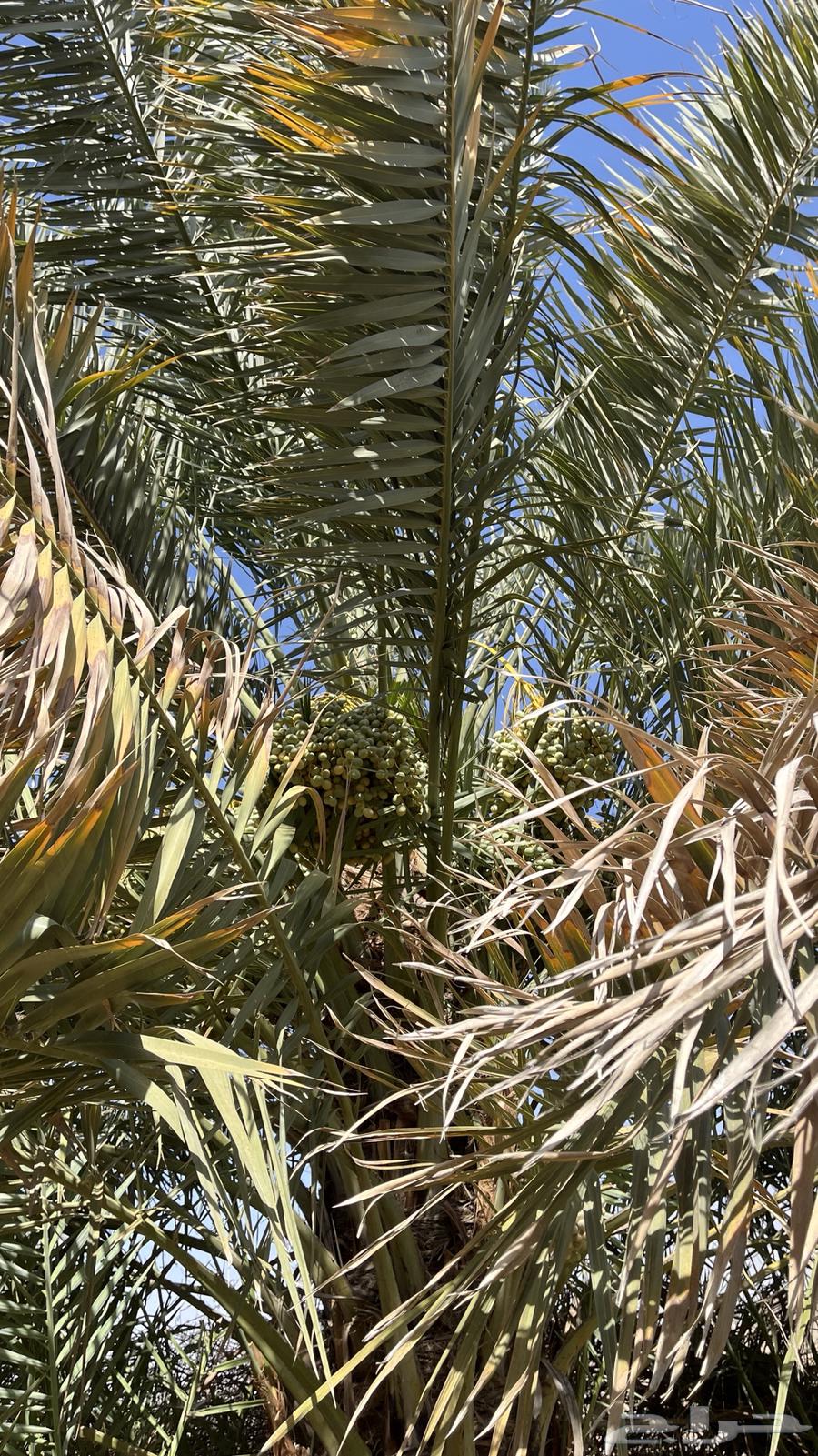 للبيع محصول نخل خلاص وهلالي وبرحي63667554537475114