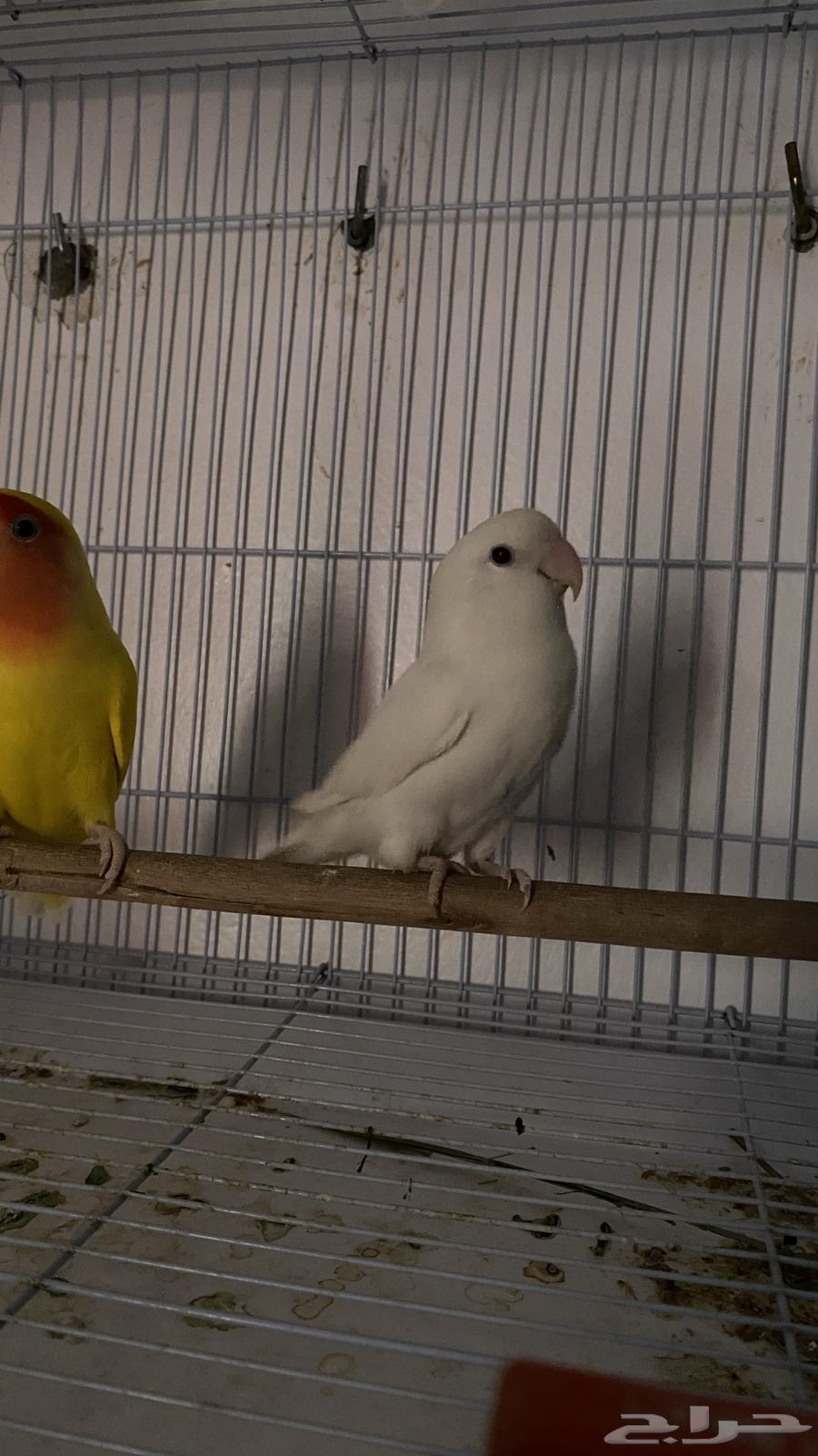Broiler breeding pair63667552310787114