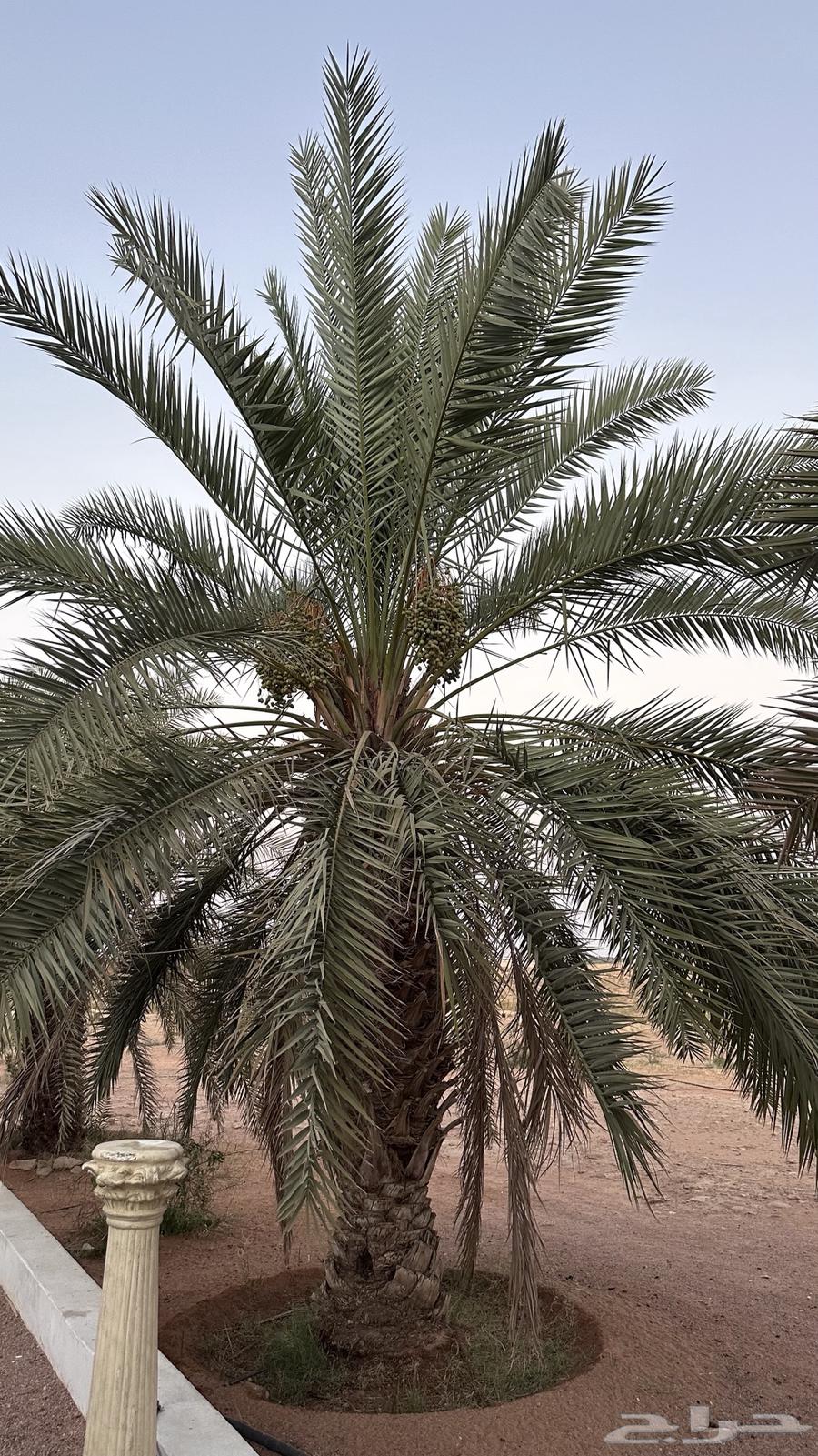 Palm trees for sale63667697128961112