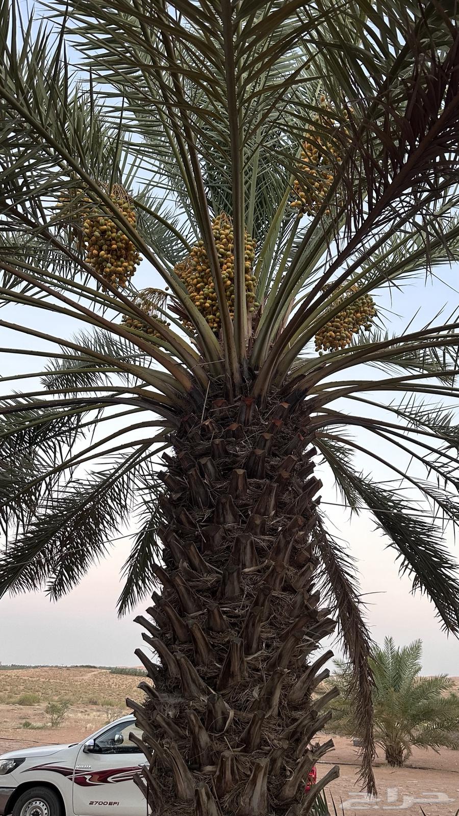 Palm trees for sale63667697128961111