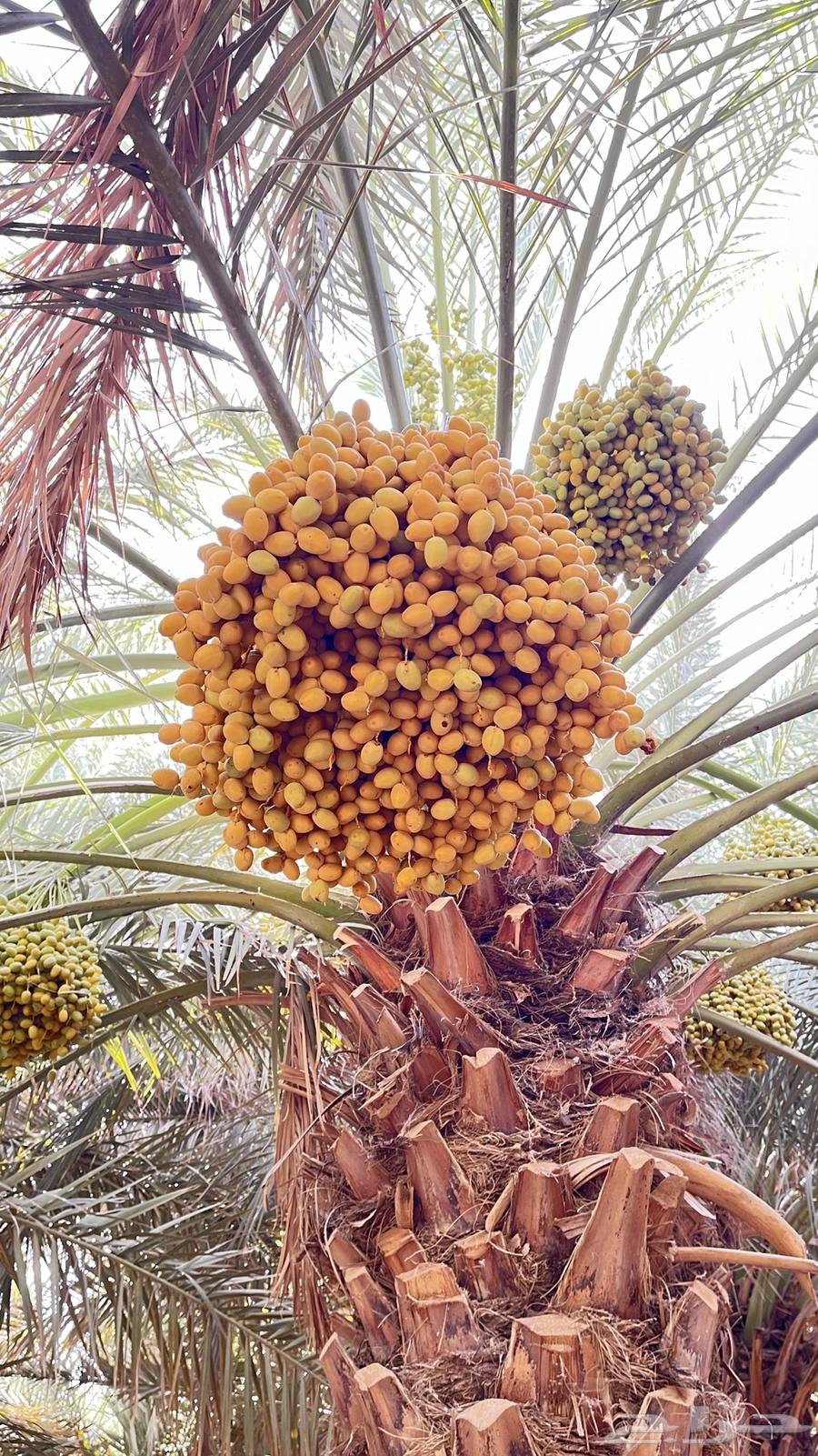 للبيع محصول نخل خلاص وهلالي وبرحي63667554537475111