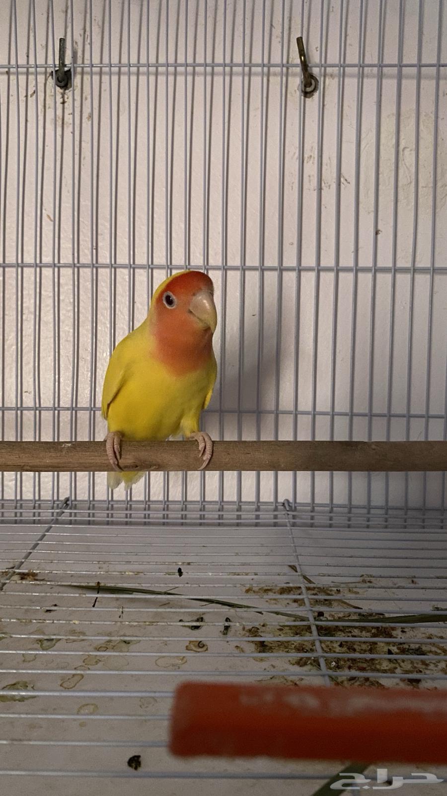 Broiler breeding pair63667552310787113
