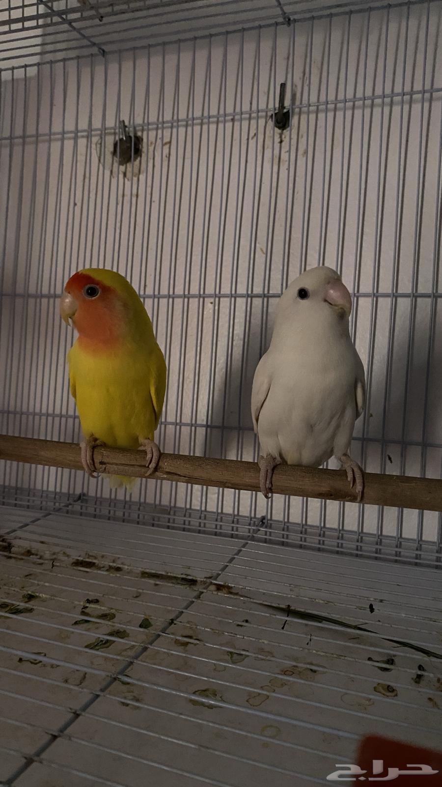 Broiler breeding pair63667552310787111