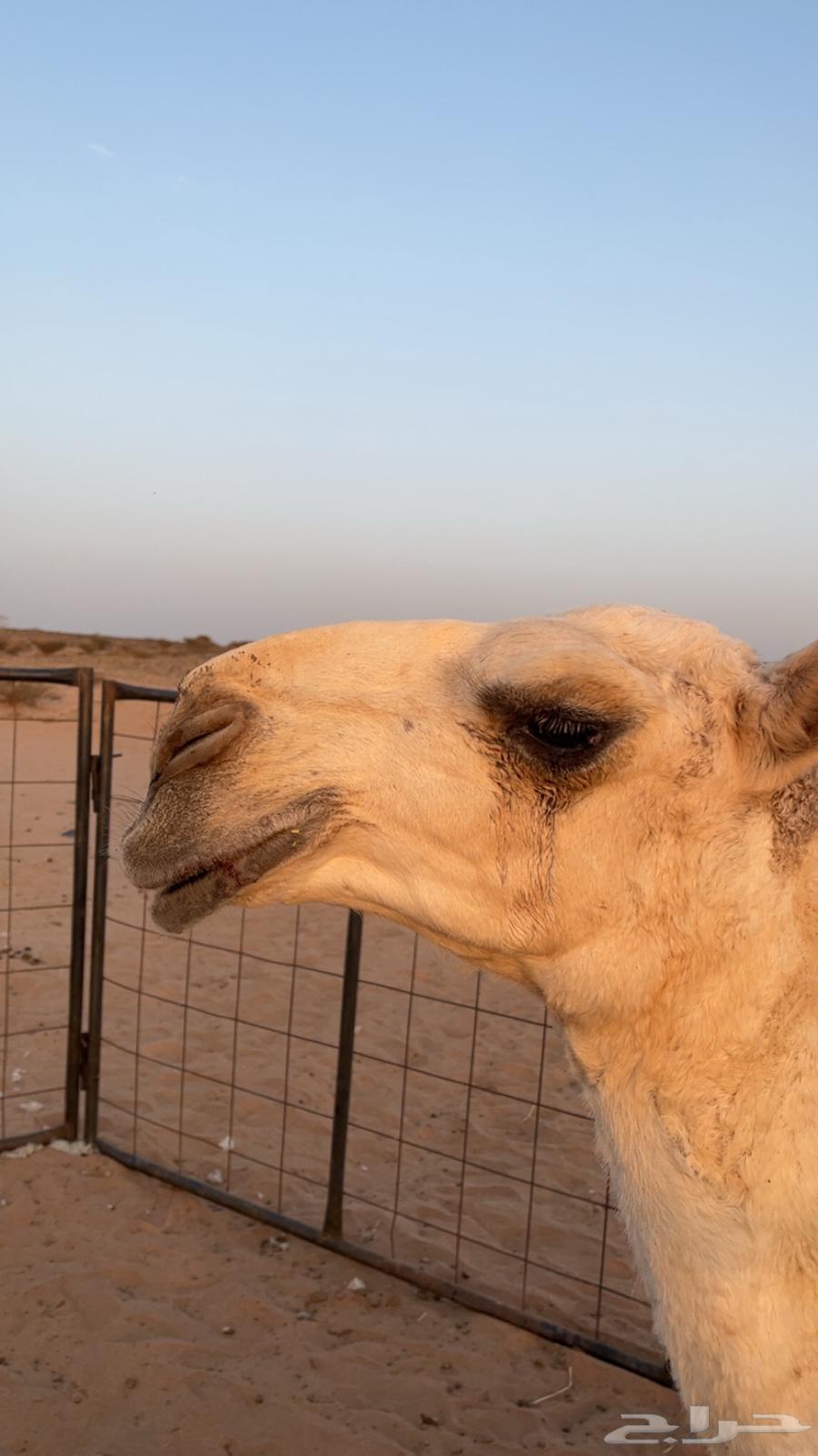 حوار للبيع من عيال بعارين ابن حميد63667697357442114