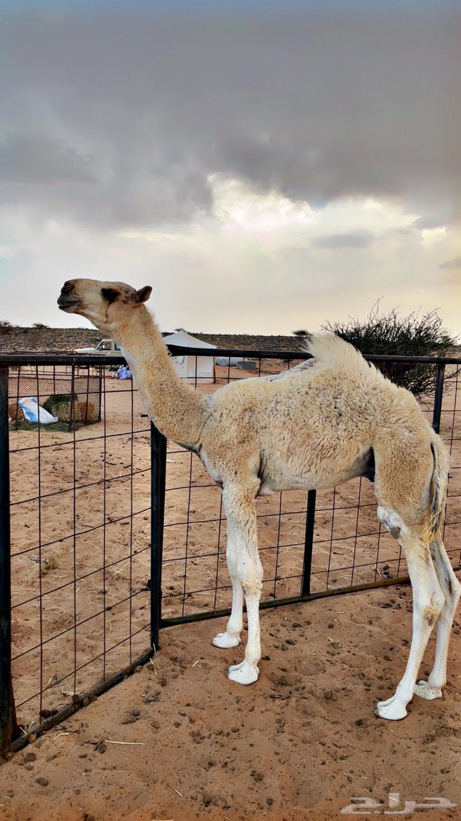 حوار للبيع من عيال بعارين ابن حميد63667697357442111